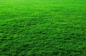 The grass looks greener on the other side: the industrial training experience
