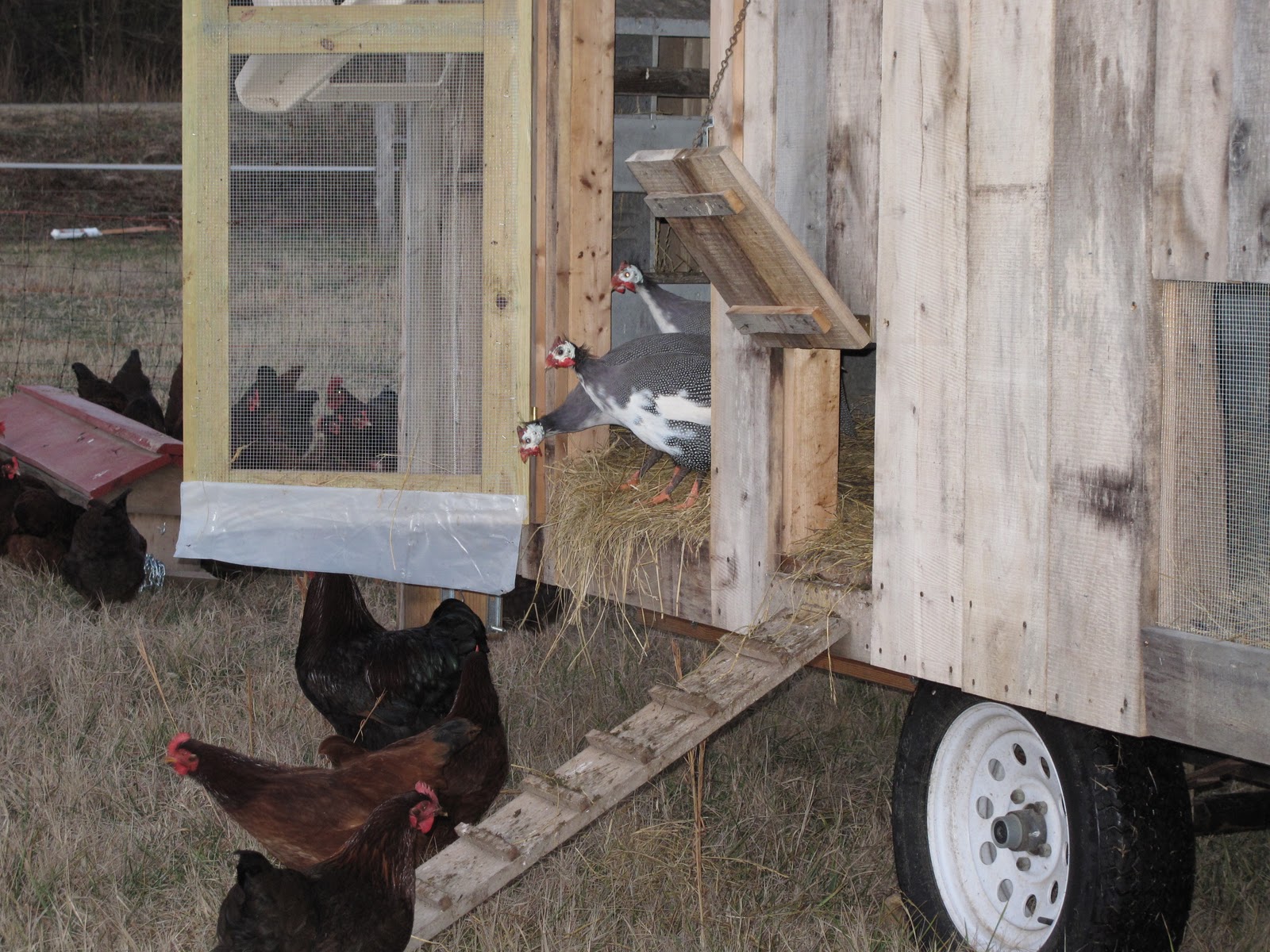 Wings of Dawn Farm Guineas and Chickens