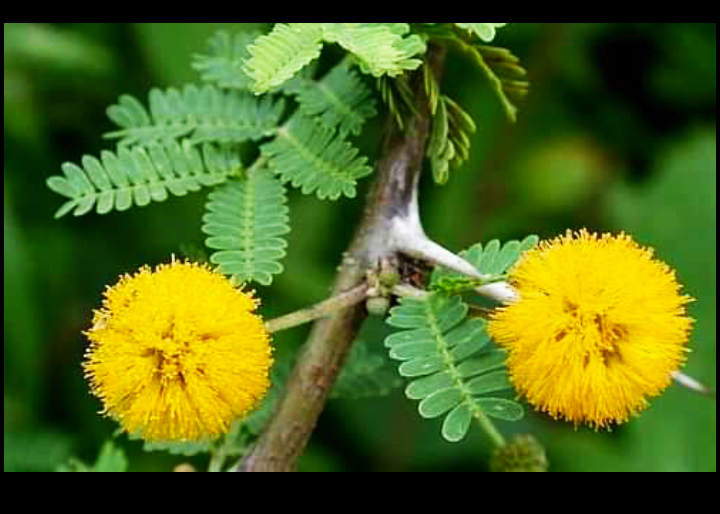 बबूल के औषधीय गुण अनेक । Benefit of acacia tree in Hindi