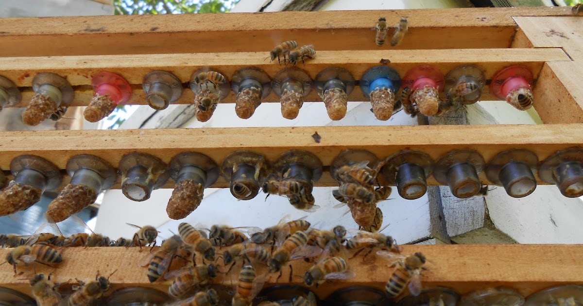 JC's Bee Blog Complete Queen Rearing Guide