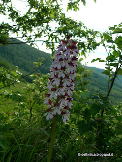 fattoria didattica orchidea rose orto ortica savigno bologna valsamoggia zocca