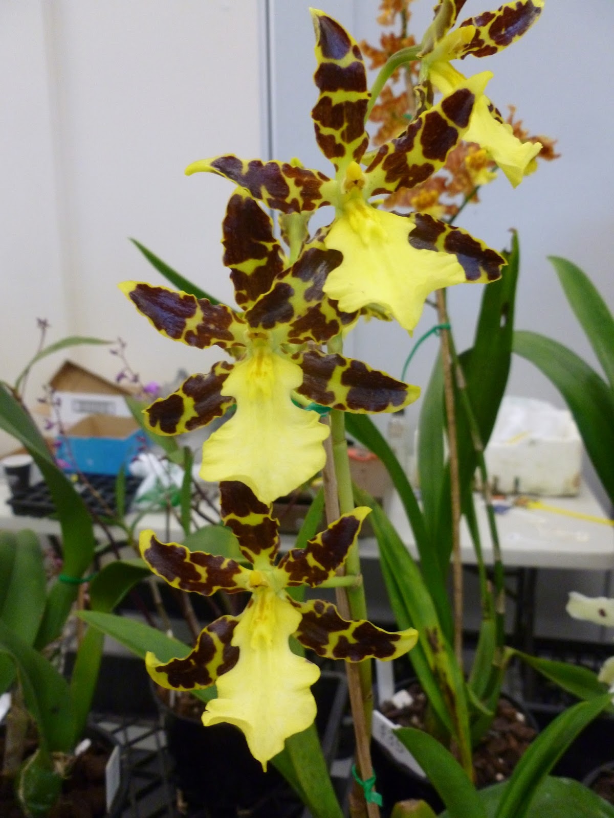 Onslow and Miss B: Australian Native Orchid Society conference