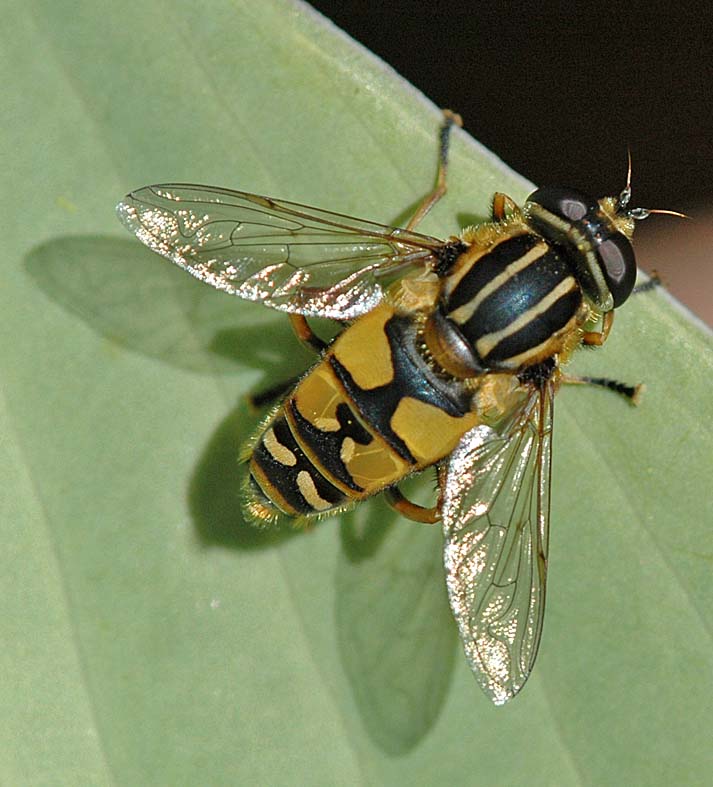 CABINET OF CURIOSITIES: Watching the (Insect) World Pass By...