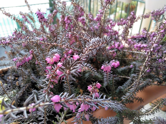 Brezo rosado (Erica x darleyensis).