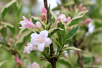 77 Best Garden Path Images Garden Plants Planting Flowers