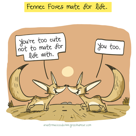 Green Humour Fennec Fox cartoons for Arastirmaci Cocuk