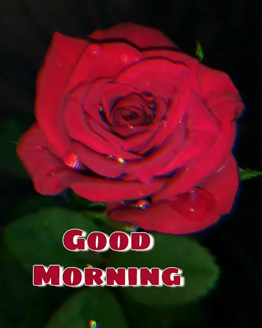 pictures of good morning flowers