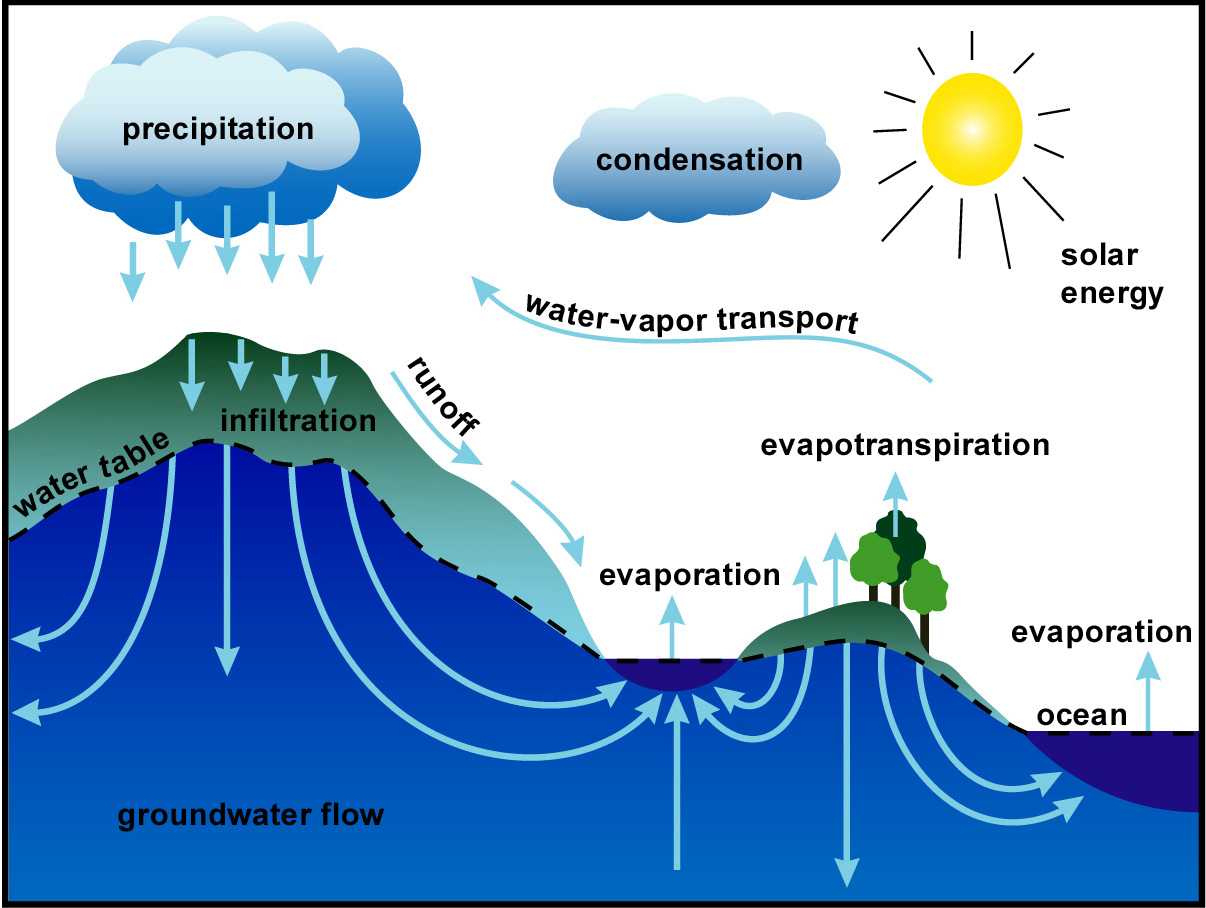 How Do Plants Contribute To The Water Cycle