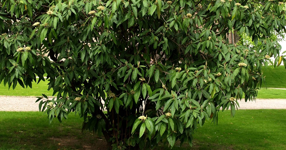 Zimozielony ogród: Kalina sztywnolistna