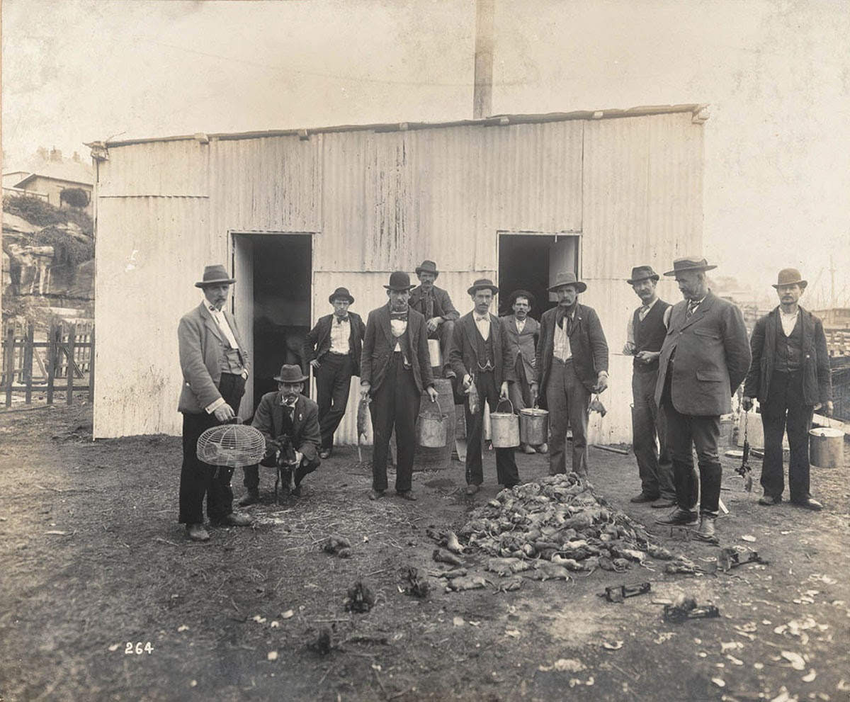 Old photographs of Rat catchers  1900s - 80
