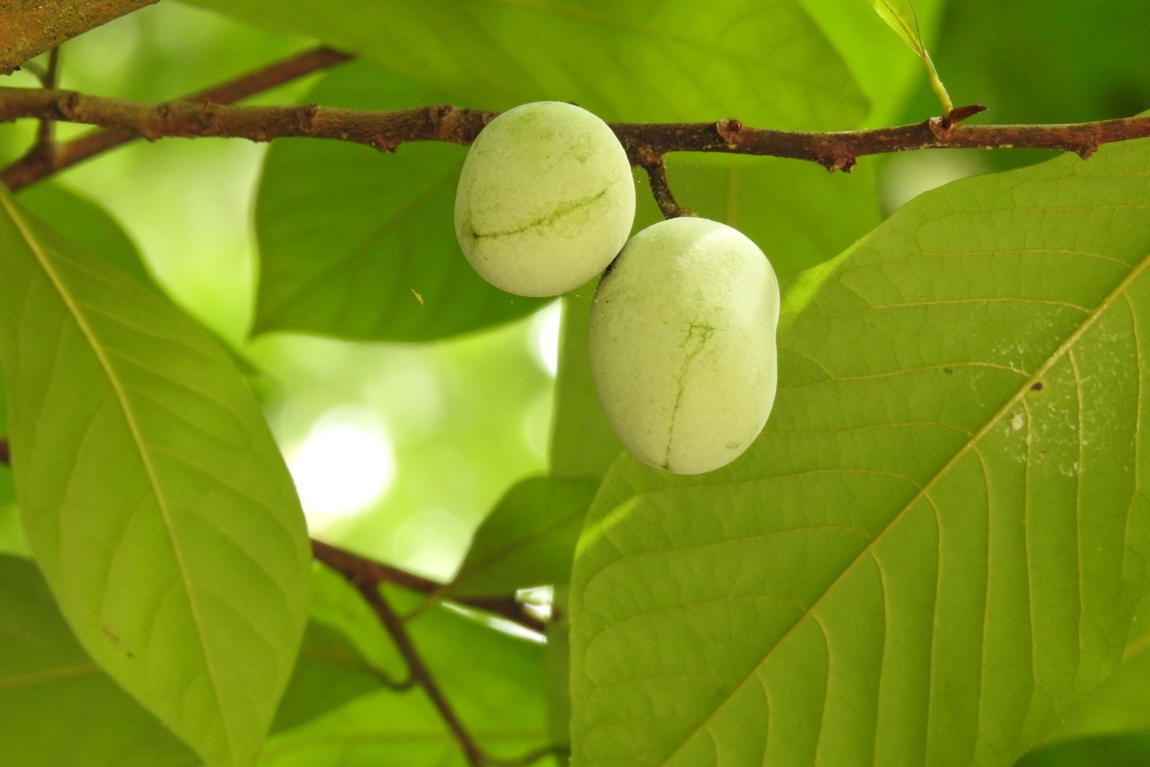 Terrierman's Daily Dose Paw Paws Setting On the Trees