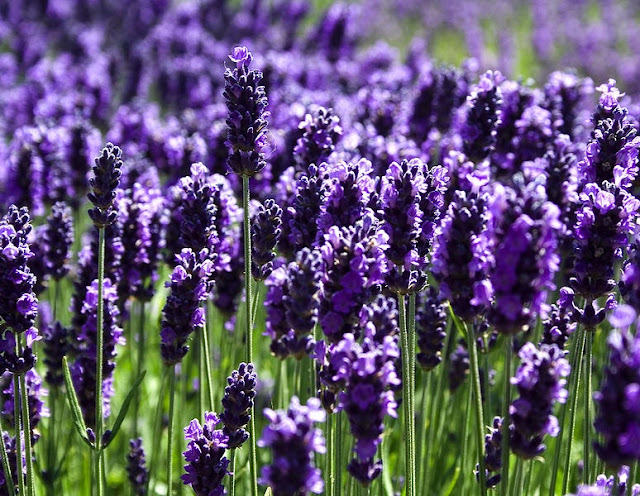 Ý nghĩa hoa Lavender và hình ảnh đẹp hoa oải hương ~ Hoa đẹp