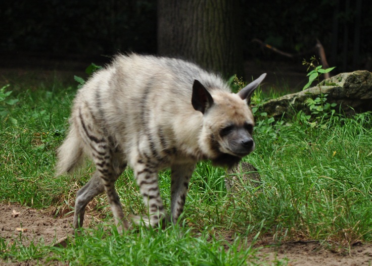 ZOOTOGRAFIANDO (6.096 ANIMALS): HIENA RAYADA / STRIPED HYENA (Hyaena ...