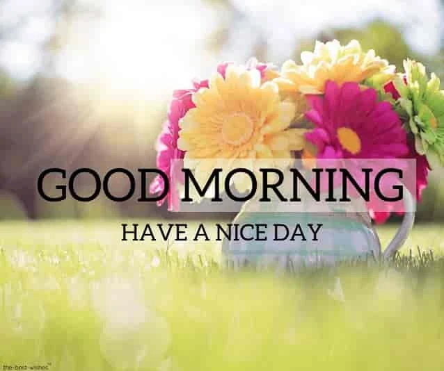 good morning pic with beautiful flowers