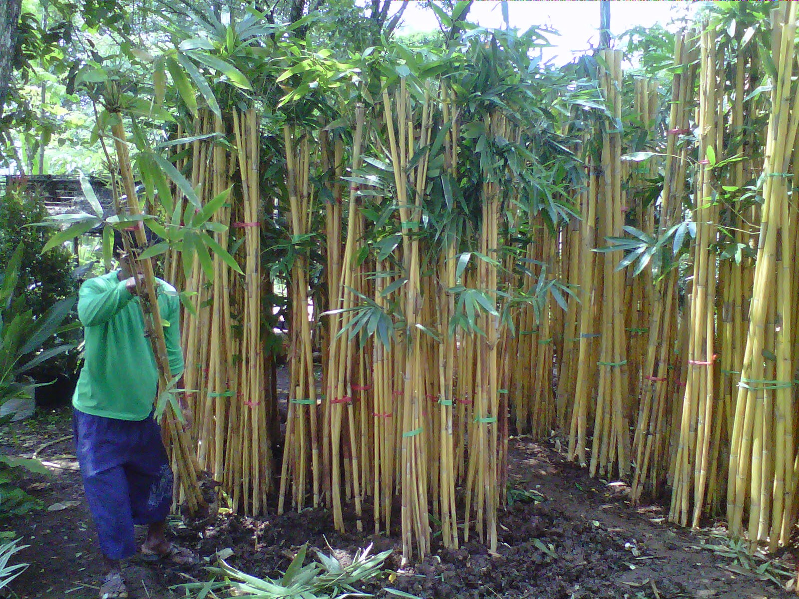 Bambu de la suerte en tierra