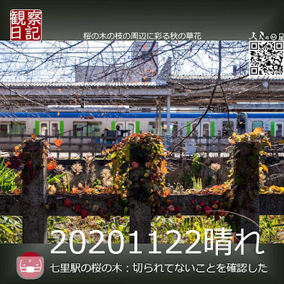 桜の木は東武鉄道の柵の中にある。柵には秋の草花がツタを伸ばしている。「パシャ」。