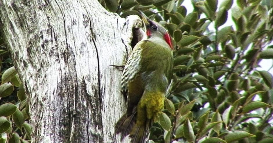 Tierra de tucanes y pájaros carpinteros Pico japonés (Picus awokera)