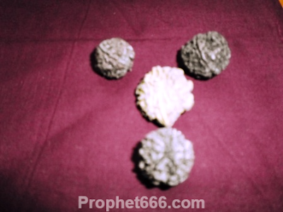 Rudraksha Beads for Water Therapyto cure Coughs, Colds and Headaches 