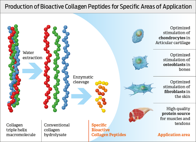 best collagen peptides