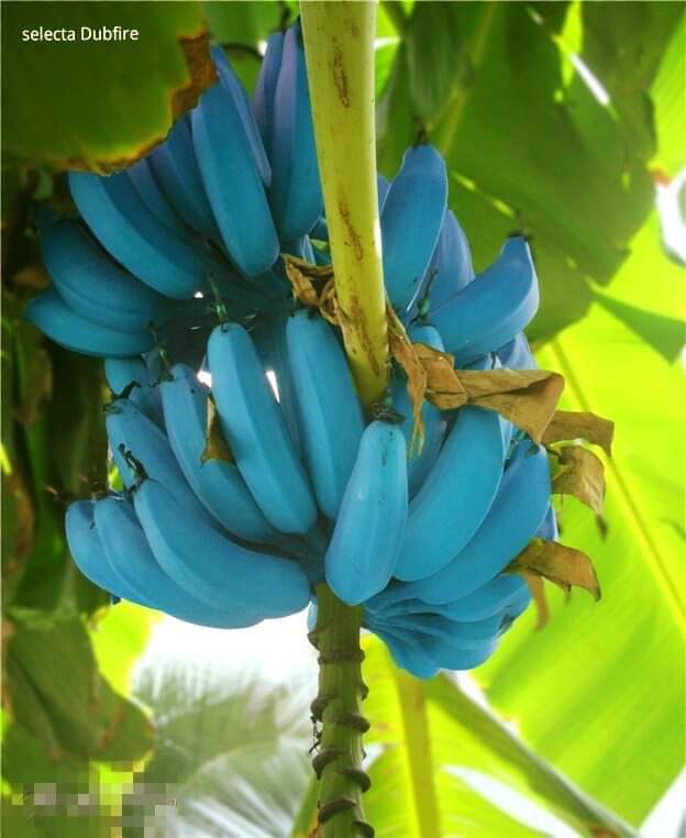 blue java bananas in hawaii blue java bananas in hawaii