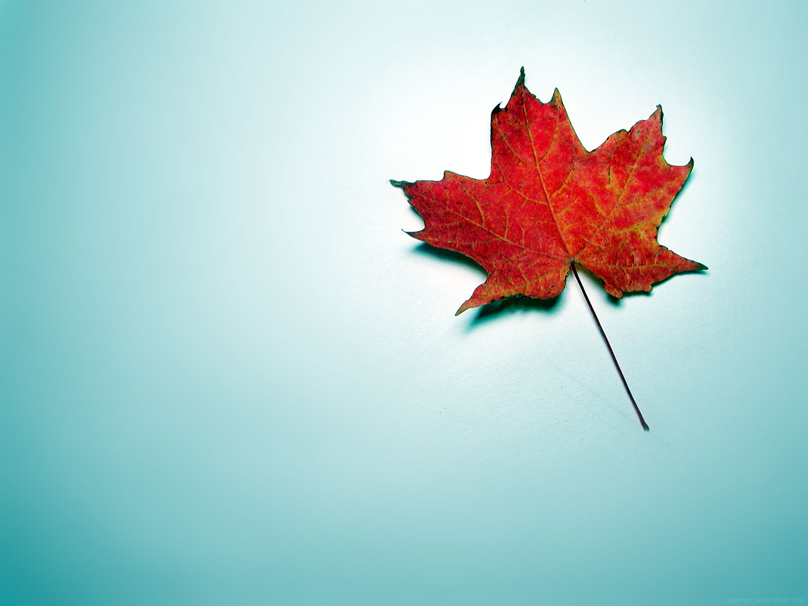 Wallpapers and pictures: Canada Maple Leaf wallpaper