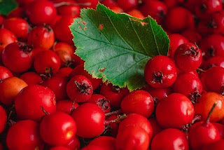 pixabay.com