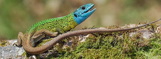 lagarto verdinegro