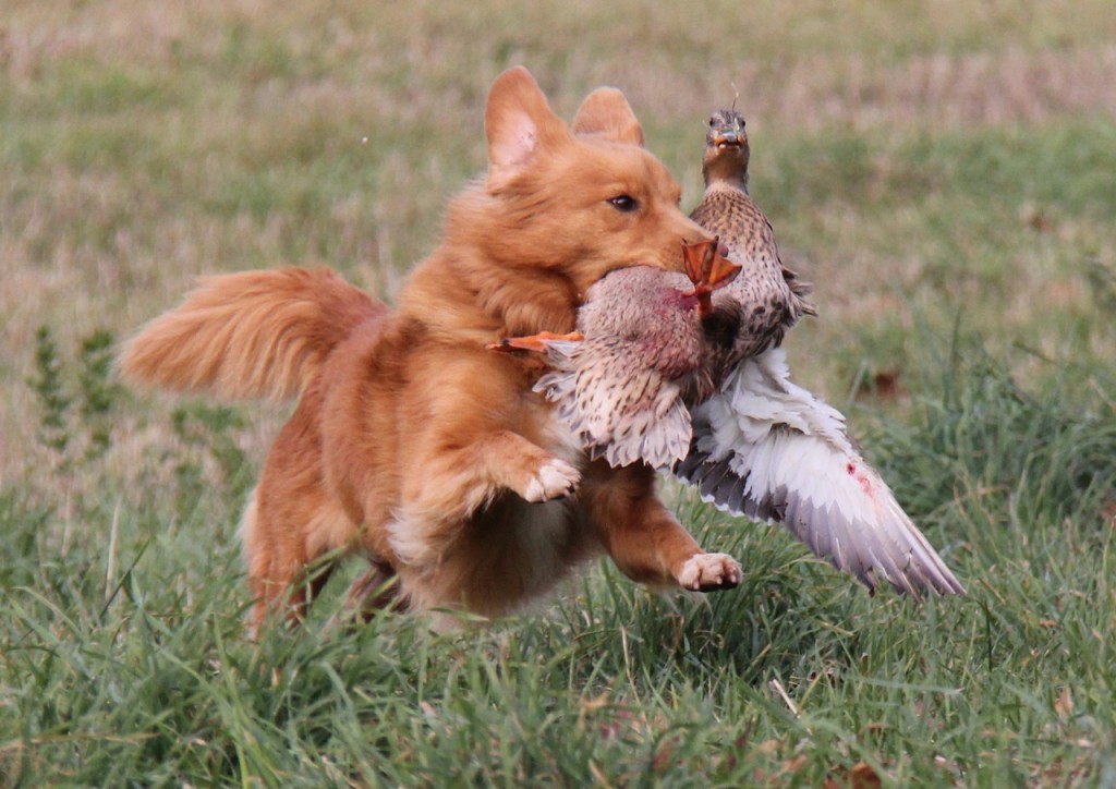 Everything about your Nova Scotia Duck Tolling Retriever ...