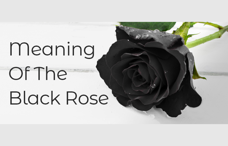 Meaning Of The Blake Rose