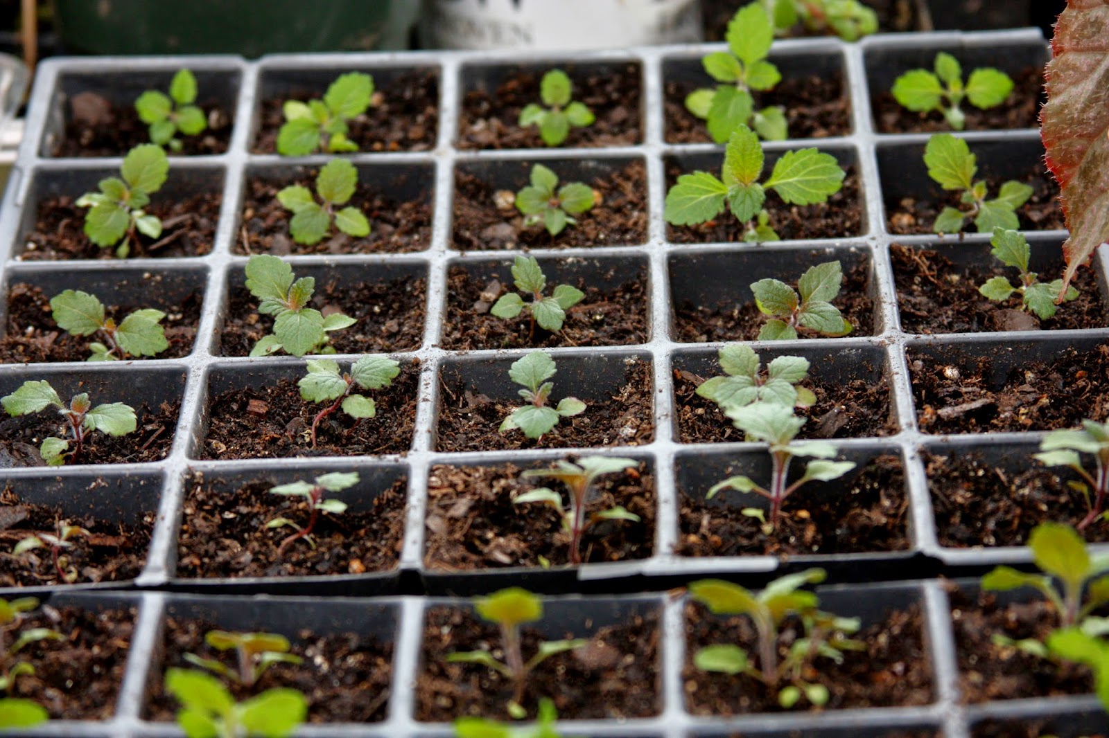 сеем вербену на рассаду. посадка вербены семенами на рассаду. вербена посев семян на рассаду. пикировка вербены. вербена рассада.