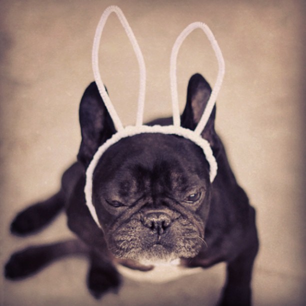 french bulldog, bunny ears