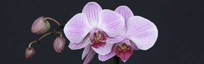 Flower Images Flower Images