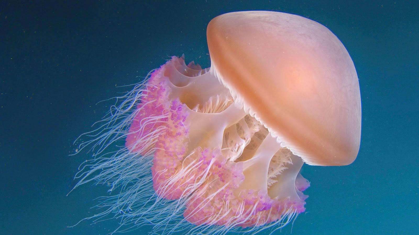 Jellyfish dick pic