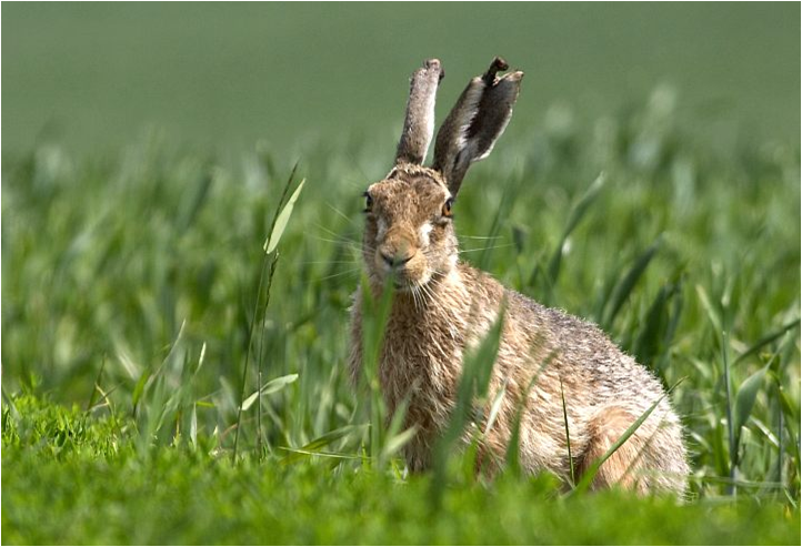 заяц беляк толай и русак. заяц беляк толай и русак. заяц русак в степи. заяц русак башкирии. животные лесостепи заяц русак.