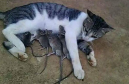 Witzige Neujahrsbilder Das Beste Von Lustige Videos Zum