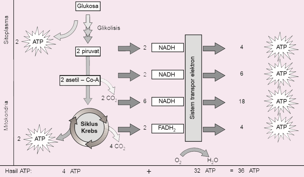 Siklus krebs pada respirasi aerob menghasilkan