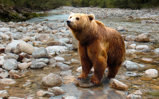 भालू के बारे में जानकारी