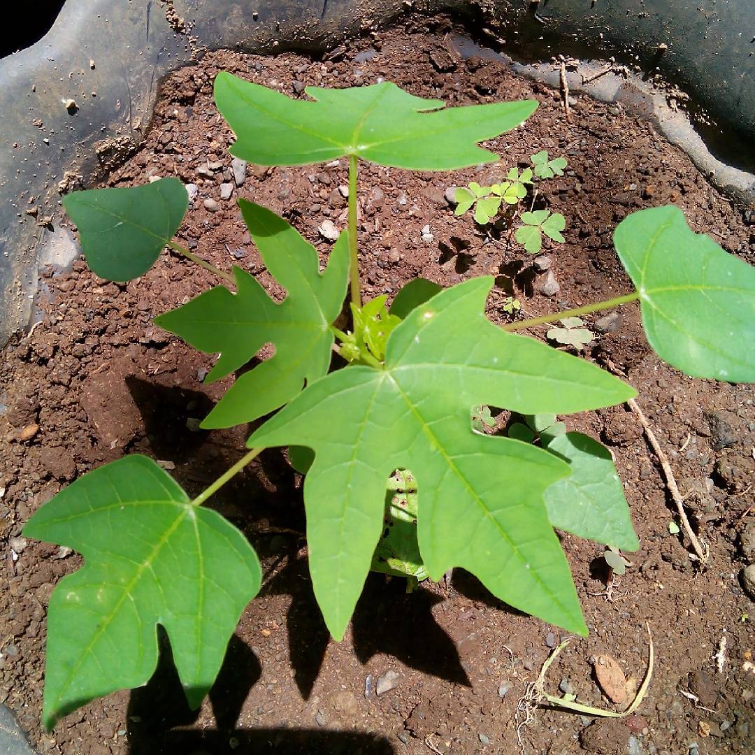 Cara Menanam Pepaya California Agar Cepat Berbuah SAHABAT TANI