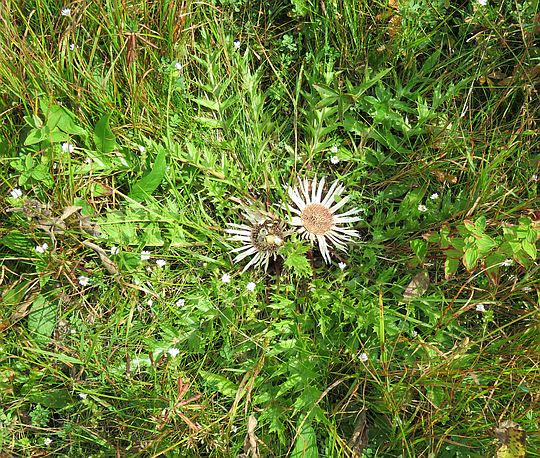 Dziewięćsił bezłodygowy (Carlina acaulis L.). Dziewięćsił bezłodygowy (Carlina acaulis L.).