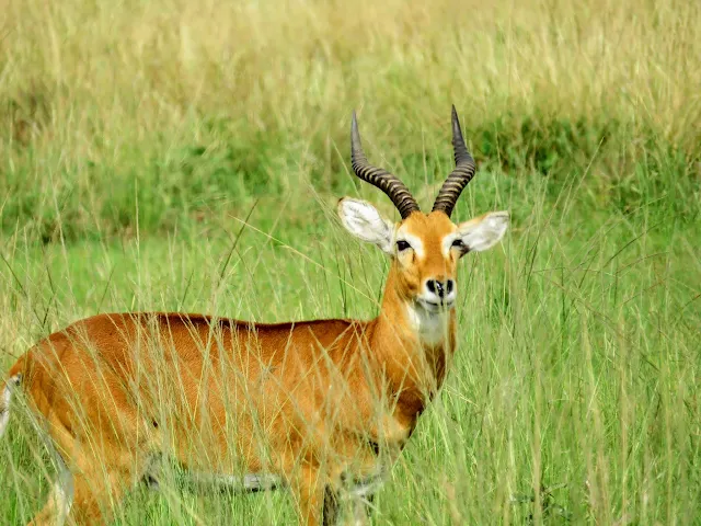 Uganda Safari - Ugandan kob in Queen Elizabeth National Park