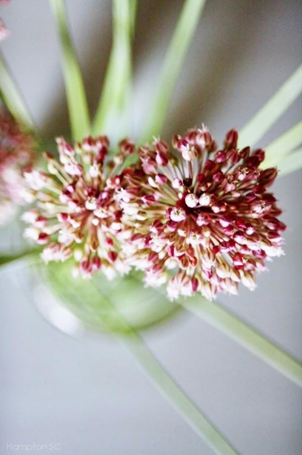 Ramo de ajo silvestre (Allium Ampeloprasum) Plantas Ramo de ajo silvestre (Allium Ampeloprasum) Plantas