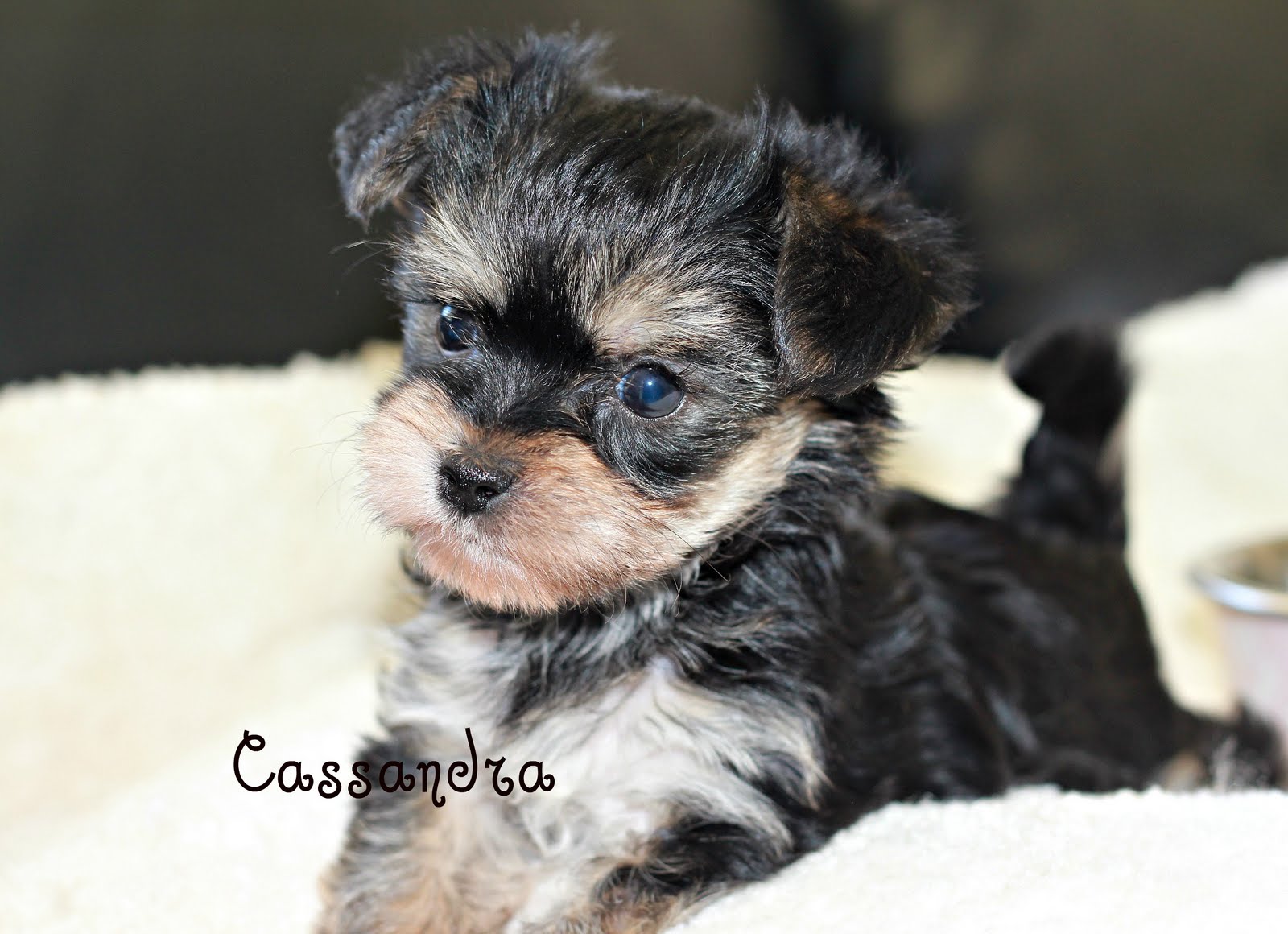 I heart Morkies Ready Soon TEENY TINY Sized Pups 