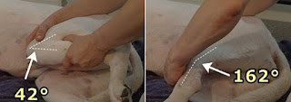 articulação do joelho do cães