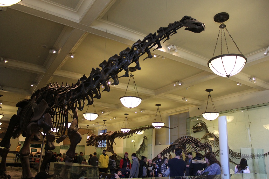 dinosauří kostry v Přírodovědném muzeu v New Yorku