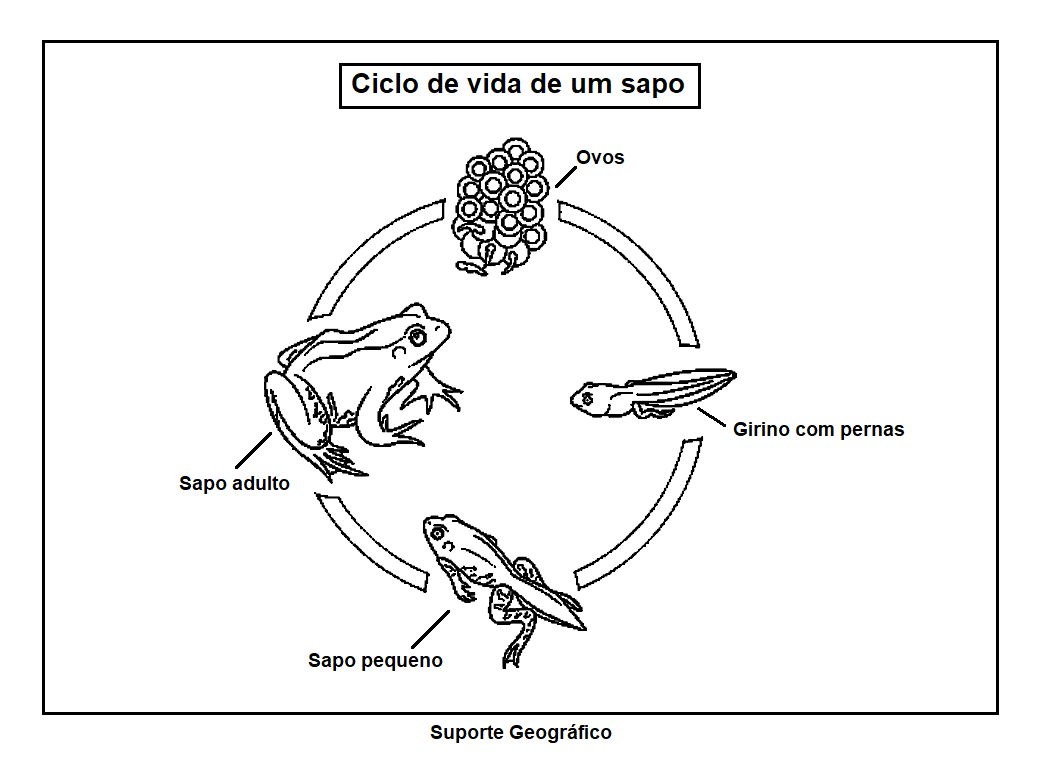 CICLO DE VIDA DE UM SAPO