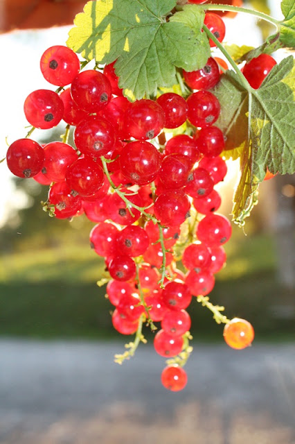 Jeleu de coacaze cu bucati de mere