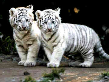 White Royal Bengal Tiger Picture myclipta