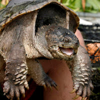 Common Snapping Turtle (CST)