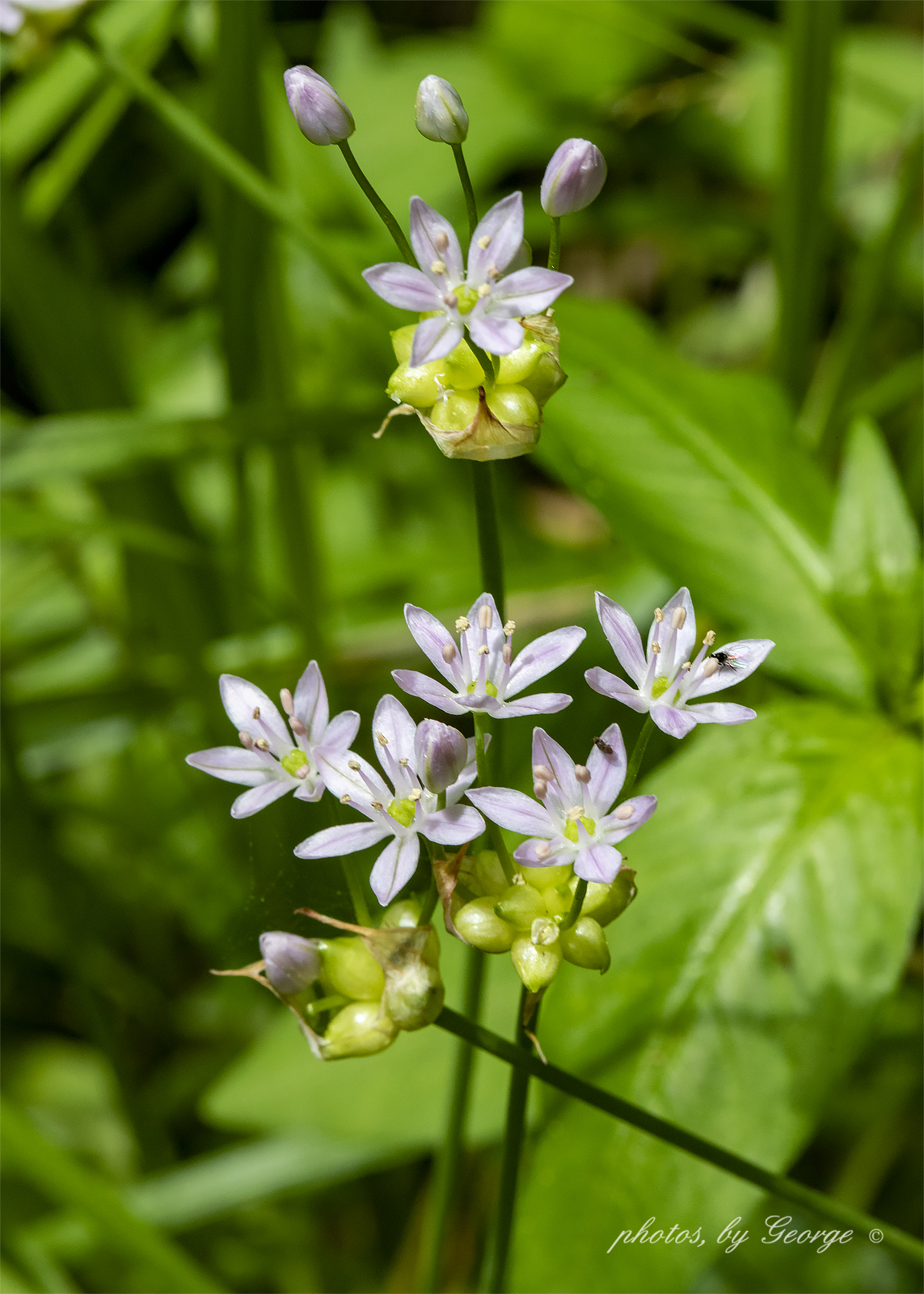 "What's Blooming Now" Wild Garlic, Meadow Garlic (Allium canadense)