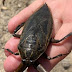 Λιθόκερος: Το δηλητηριώδες έντομο-γίγας που αναστάτωσε τη Λάρισα